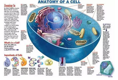 &ldquo;解讀&rdquo;鏈科技:全球首個哺乳動物細(xì)胞圖譜在我國誕生